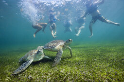 Snorkelers watching Green Sea Turtle, Chelonia mydas, Akumal, Tulum, Mexico