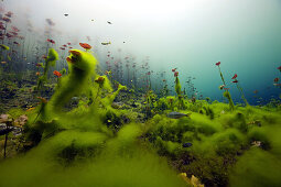 Water Lilies in Car Wash Cenote Aktun Ha, Tulum, Yucatan, Mexico