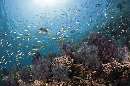Schwalbenschwaenzchen ueber Korallenriff, Chromis atrilobata, La Paz, Baja California Sur, Mexiko