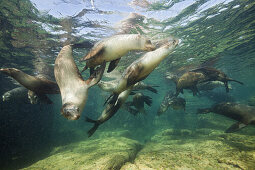 Kalifornische Seeloewen, Zalophus californianus, La Paz, Baja California Sur, Mexiko