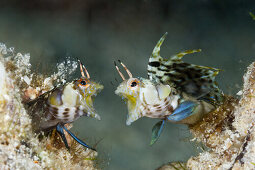 Segelflossen-Blenny in Drohhaltung, Emblemaria walkeri, La Paz, Baja California Sur, Mexiko