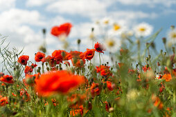 Mohnblume, Kamille, Feld, Himmel, Wulfen, Fehmarn, Ostsee, Ostholstein, Schleswig-Holstein, Deutschland, Europa