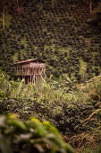 Landschaft bei Kaffee Plantage Hacienda Venecia bei Manizales, UNESCO Welterbe Kaffee Dreieck (Zona Cafatera), Departmento Caldas, Kolumbien, Südamerika