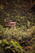 landscape at Hacienda Venecia around Manizales, UNESCO World Heritage Coffee Triangle, Departmento Caldas, Colombia, Southamerica