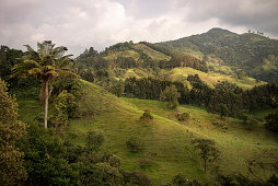 green mountain landscape with palm tree, Salento, UNESCO World Heritage Coffee Triangle, Departmento Quindio, Colombia, Southamerica