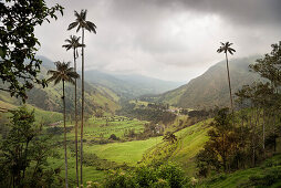 Valle del Cocora, endemische Wachspalmen, Salento, UNESCO Welterbe Kaffee Dreieck (Zona Cafatera), Departmento Quindio, Kolumbien, Südamerika