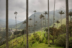 Valle del Cocora, endemische Wachspalmen, Salento, UNESCO Welterbe Kaffee Dreieck (Zona Cafatera), Departmento Quindio, Kolumbien, Südamerika