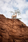 goats at Tatacoa desert (Desierto de la Tatacoa), township Villavieja nearby Neiva, Departmento Huila, Colombia, Southamerica