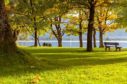 Three elderly people sitting under big trees on a park bench and overlook the lake Chiemsee