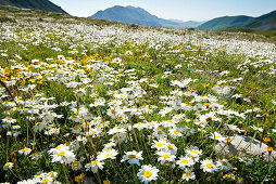Im Frühsommer blühen die Bergblumen auf den Matten der Campo Imperatore, Gran Sasso Nationalpark, Abruzzen, Italien