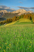 Blumenwiese mit Wettersteingrat, Alpspitze und Zugspitze, Wetterstein, Werdenfelser Land, Oberbayern, Bayern, Deutschland