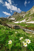 Blühende Alpenanemonen mit Cottischen Alpen im Hintergrund, Val Varaita, Cottische Alpen, Piemont, Italien