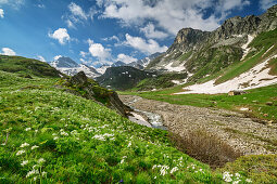 Blühende Anemonen und Windröschen mit Cottischen Alpen im Hintergrund, Val Varaita, Cottische Alpen, Piemont, Italien