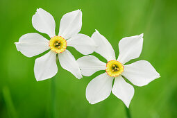 Daffodil, Narcissus, valley Val Varaita, Cottian Alps, Piedmont, Italy