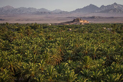 Date palm trees of the mud city Bam, Iran, Asia