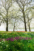 blühende Tulpenwiese im Frühling, Insel Mainau, Bodensee, Baden-Württemberg, Deutschland