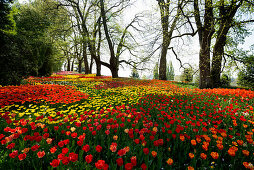 Blooming tulip meadows in spring, Mainau Island, Lake Constance, Baden-Württemberg, Germany
