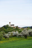 Flowering orchard meadow, church Roggenbeuren, Deggenhausertal, Lake Constance, Baden-Württemberg, Germany