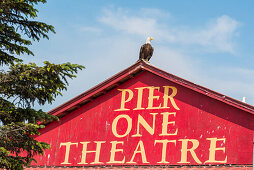 bald eagle on a rooftop, Homer, Kenai Peninsula, Alaska, USA