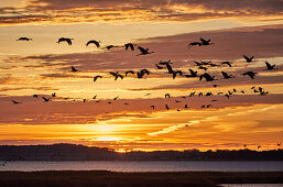 Autumn migration of cranes in the Vorpommersche Boddenlandschaft National Park, Mecklenburg-Western Pomerania, Germany