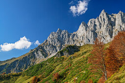 Trees in autumn colours in front of rock walls of Kaiser, Wilder Kaiser, Kaiser range, Tyrol, Austria