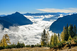 Larch trees in autumn colours with mood of fog above lake Achensee, Rofan and Karwendel in background, Seebergspitze, Karwendel range, Tyrol, Austria