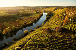 der Neckar fließt entlang der Weinberge, Hessigheimer Felsengärten, Hessigheim, Landkreis Ludwigsburg, Baden-Württemberg, Deutschland