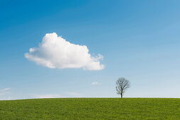 tree, single, Cumulus cloud, Höchenschwand, black forest, Baden-Württemberg, Germany