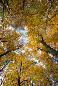 Buchenwald (fagus) mit gelben Blättern im Herbst, Froschperspektive, bei Überlingen, Bodensee, Baden-Württemberg, Süddeutschland, Deutschland