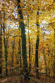 Buchenwald (fagus) mit gelben Blättern im Herbst, bei Überlingen, Bodensee, Baden-Württemberg, Süddeutschland, Deutschland