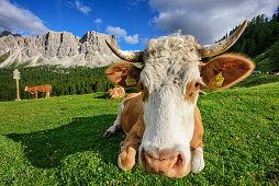 Cattle laying on meadow in front of rock faces, Monte Formin in background, Dolomites, UNESCO World Heritage Site Dolomites, Venetia, Italy