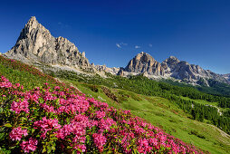 Alpine roses in blossom in front of Gusela and Tofana, Dolomites, UNESCO World Heritage Site Dolomites, Venetia, Italy