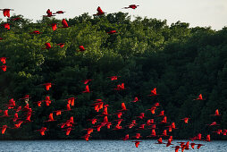 Flocks of scarlet ibises (Eudocimus ruber) return in the late afternoon to their nightly roosts on an island in the Caroni Swamp Bird Sanctuary, Trinidad, Trinidad and Tobago, Caribbean
