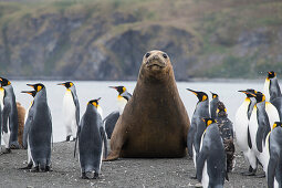 A southern elephant seal (Mirounga leonina) towers above several King penguins (Aptenodytes patagonicus) on the beach, Gold Harbour, South Georgia Island, Antarctica