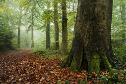 forest, fog, tree trunk, foliage, Neuenburger Urwald, Zetel, Friesland - district, Lower Saxony, Germany, Europe