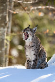 Europäischer Luchs im Schnee gähnt, Felis lynx; Lynx lynx; Nationalpark Bayerischer Wald; Bayern; Deutschland