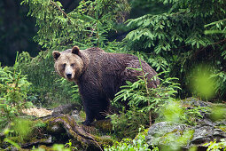 Brown Bear, female, Ursus arctos, Bavarian Forest National Park, Bavaria, Germany, captive