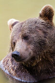 Braunbär im Wasser dösend, träumt, Ursus arctos, Nationalpark Bayerischer Wald