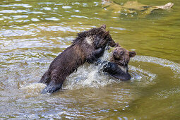 young Brown Bears fighting in water, Ursus arctos, Bavarian Forest National Park, Bavaria, Lower Bavaria, Germany, Europe, captive