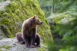 Braunbär, Ursus arctos, Nationalpark Bayerischer Wald