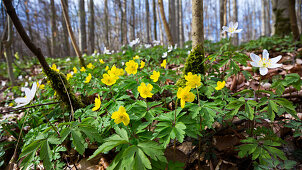 Gelbe Windröschen und Buschwindröschen in Buchenwald, Frühling, Anemone ranunculoides, Anemone nemorosa, Nationalpark Hainich, Thüringen, Deutschland, Europa