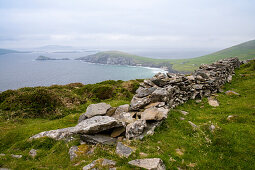 An old stone wall guides the way over the hill to the famous small peninsula Slea Head with Slea Head Beach on a grey and chilly spring day seen from while walking the Dingle Way, Slea Head, Dingle Peninsula, County Kerry, Ireland, Europe