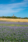 Flax Field, Alter and New Lighthouse at Cape Arkona, Rügen, Baltic Sea, Mecklenburg-Vorpommern, Germany