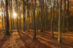 Buchenwald above the chalk cliffs, Jasmund National Park, Rügen, Baltic Sea, Mecklenburg-Vorpommern, Germany