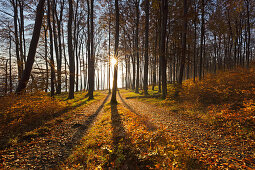 Buchenwald oberhalb der Kreidefelsen, Nationalpark Jasmund, Rügen, Ostsee, Mecklenburg-Vorpommern