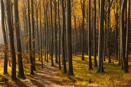 Buchenwald oberhalb der Kreidefelsen, Nationalpark Jasmund, Rügen, Ostsee, Mecklenburg-Vorpommern