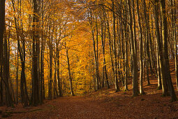 Buchenwald oberhalb der Kreidefelsen, Nationalpark Jasmund, Rügen, Ostsee, Mecklenburg-Vorpommern