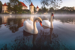 Swans on the Schlossteig in front of the castle Blutenburg. Munich west, district Obermenzing, Munich, Bavaria, Germany, Europe