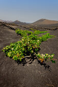 Traditional farming method in the wine-growing region of La Geria in Lanzarote. La Geria, Lanzarote, Canary Islands, Spain, Europe