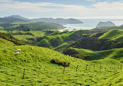 Küste nahe Wharariki Beach, Tasman, Südinsel, Neuseeland, Ozeanien